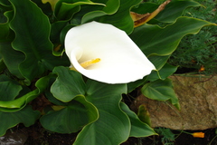 Zantedeschia aethiopica
